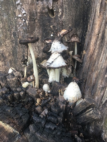 scaly ink cap