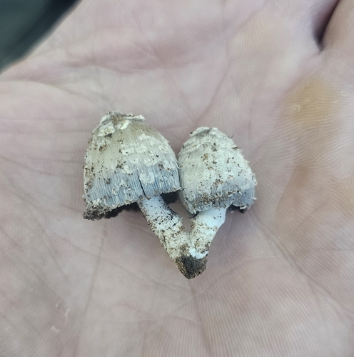 scaly ink cap