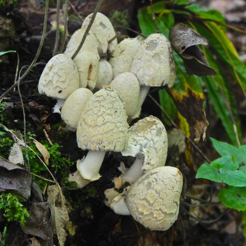 scaly ink cap