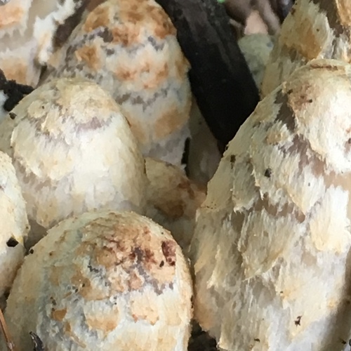 scaly ink cap