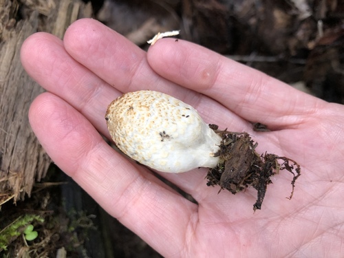 scaly ink cap