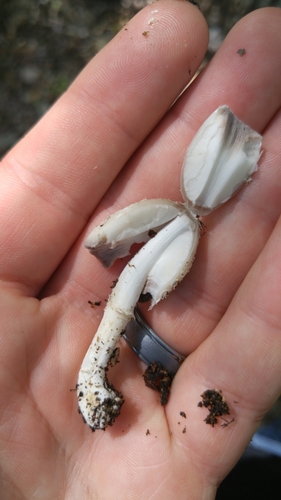 scaly ink cap