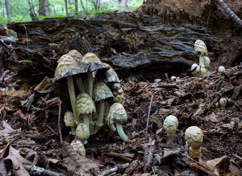 scaly ink cap