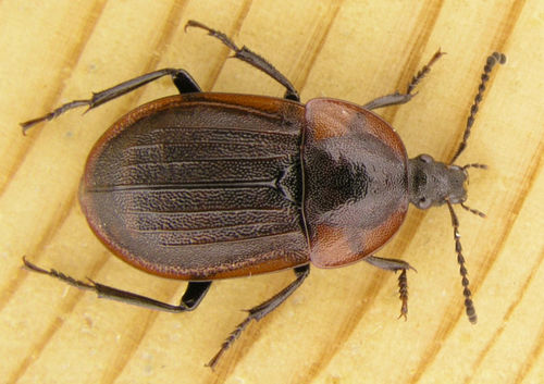 Black snail beetle