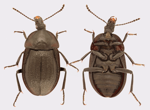Black snail beetle