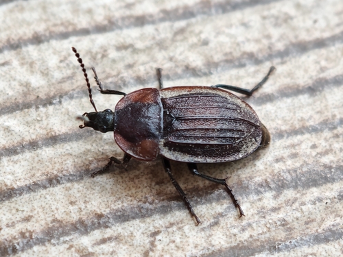 Black snail beetle