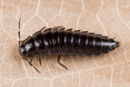 Black snail beetle