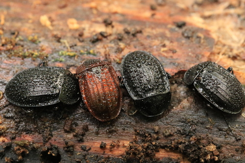 Black snail beetle