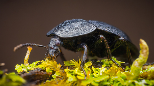 Black snail beetle
