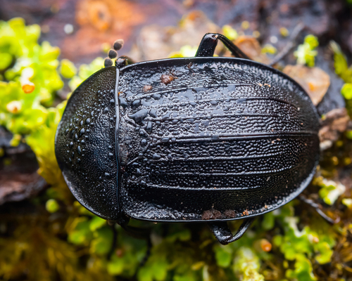 Black snail beetle