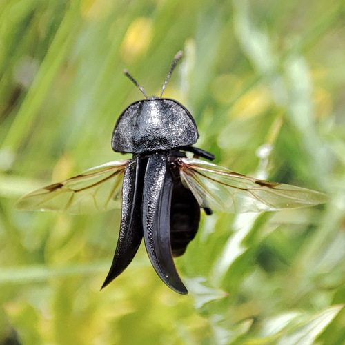 Black snail beetle