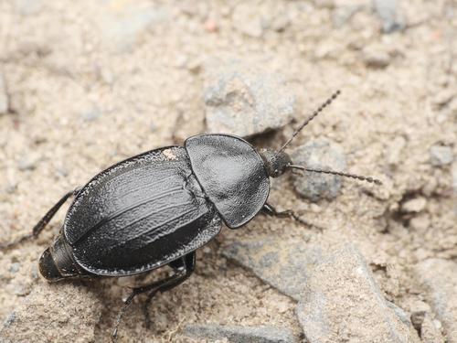 Black snail beetle