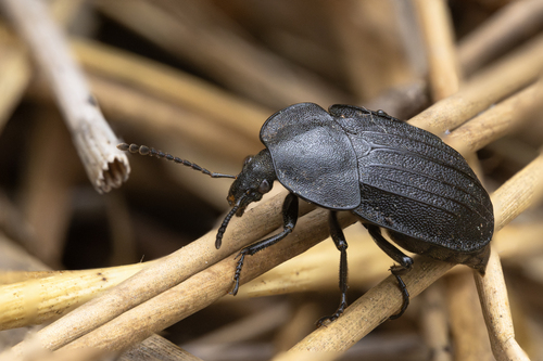 Black snail beetle