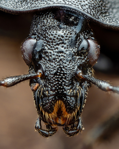 Black snail beetle