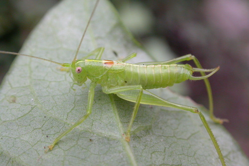 Southern Oak Bush-cricket