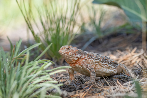 Greater Short-horned Lizard