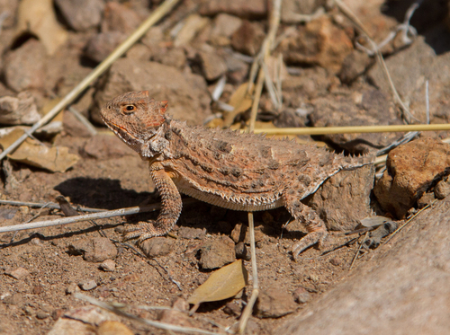 Greater Short-horned Lizard