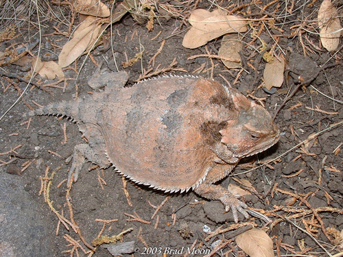 Greater Short-horned Lizard