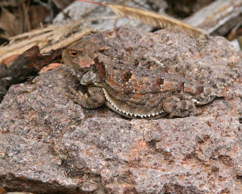 Greater Short-horned Lizard