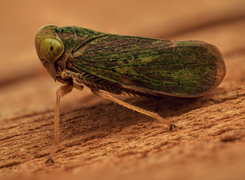 Coppery Leafhopper