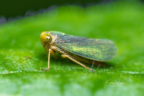 Coppery Leafhopper