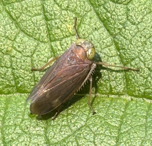 Coppery Leafhopper