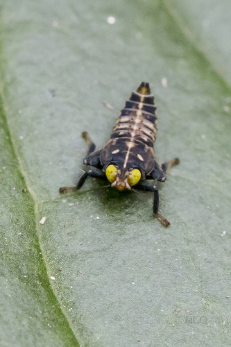 Coppery Leafhopper
