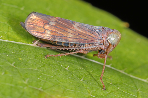 Coppery Leafhopper