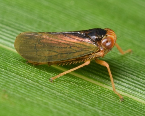 Coppery Leafhopper