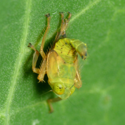 Coppery Leafhopper