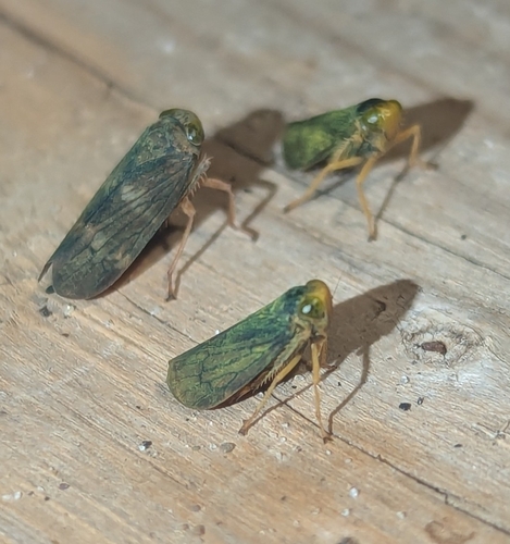 Coppery Leafhopper
