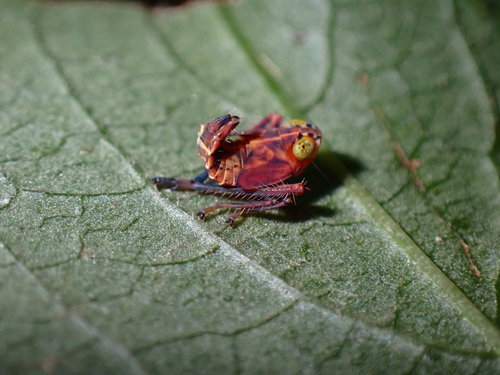 Coppery Leafhopper