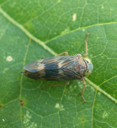 Coppery Leafhopper
