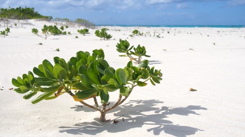 beach naupaka