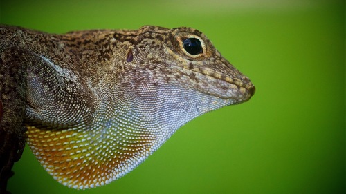 Crested Anole