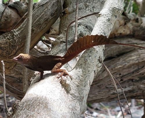 Crested Anole