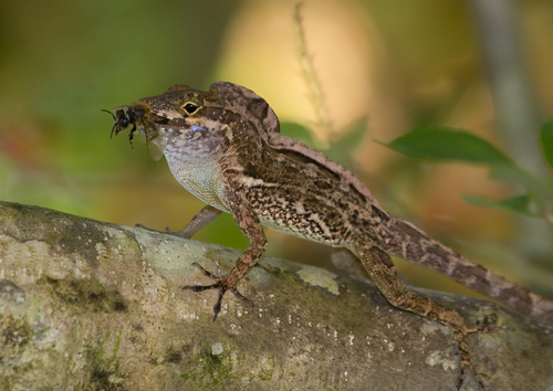 Crested Anole