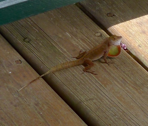 Crested Anole