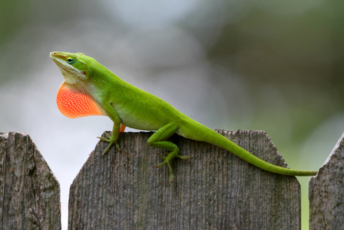 Green Anole