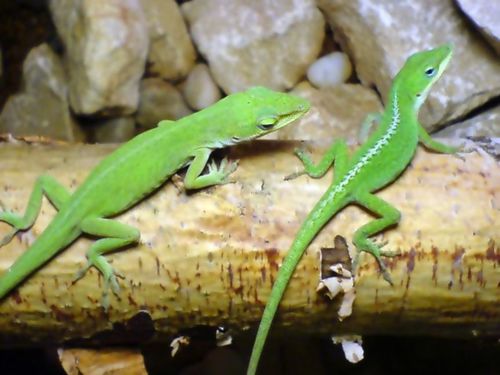 Green Anole