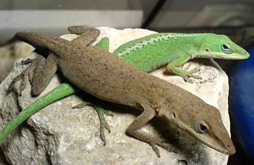 Green Anole