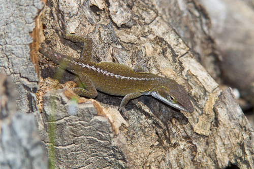 Green Anole