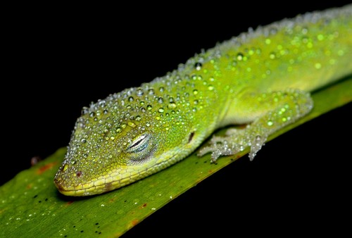 Green Anole