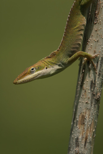Green Anole