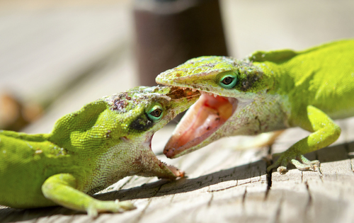Green Anole