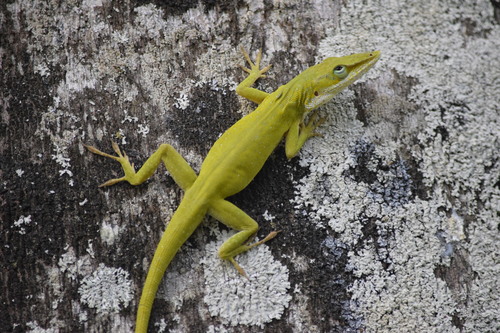 Green Anole