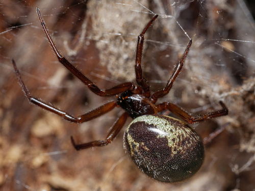 Noble False Widow