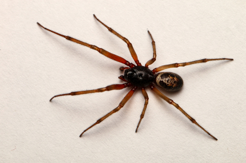 Noble False Widow