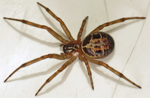 Noble False Widow