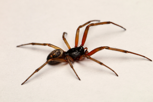 Noble False Widow